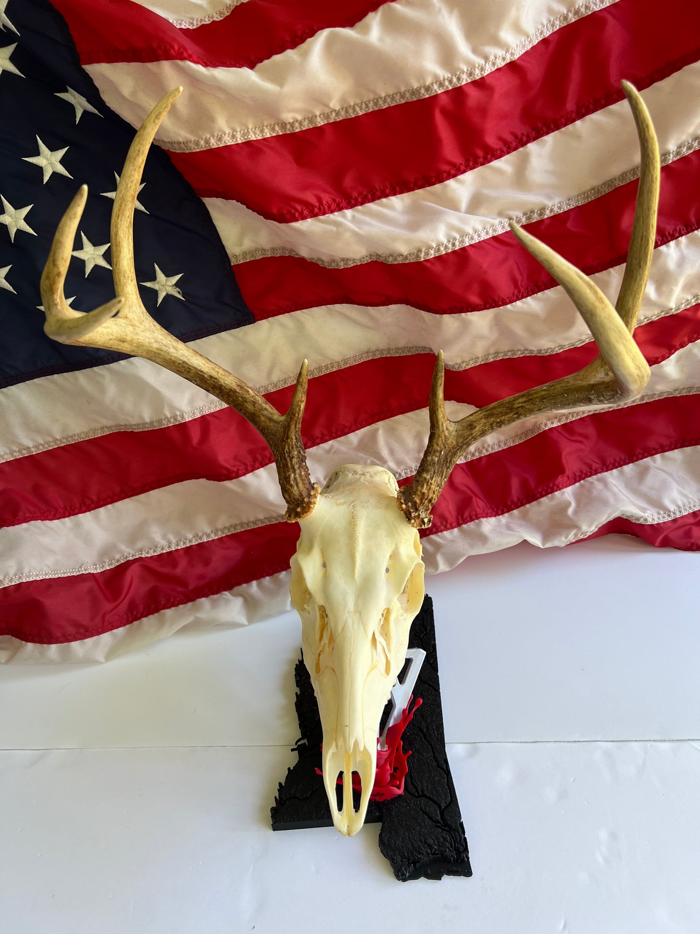 European skull mount