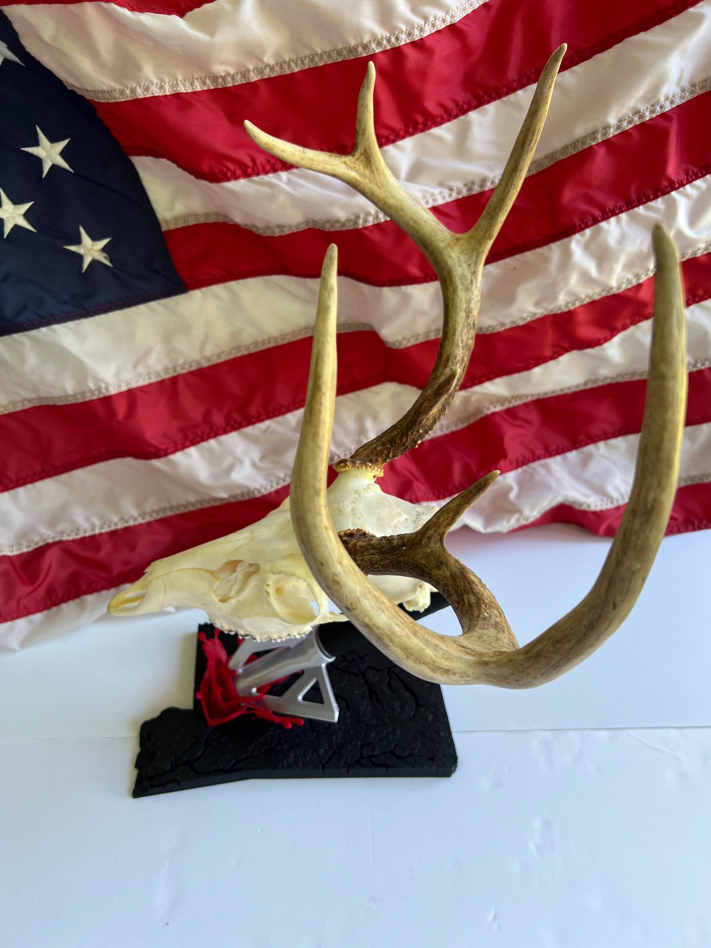 European skull mount
